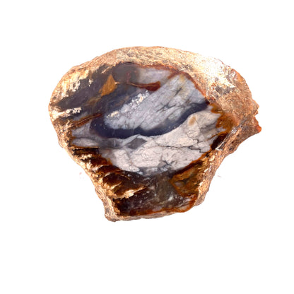 Petrified Wood Chalcedony Agate