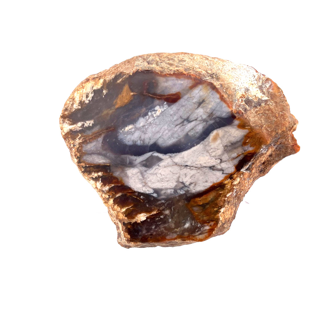 Petrified Wood Chalcedony Agate