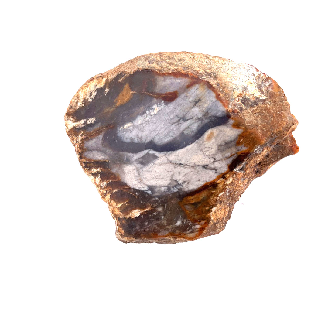 Petrified Wood Chalcedony Agate