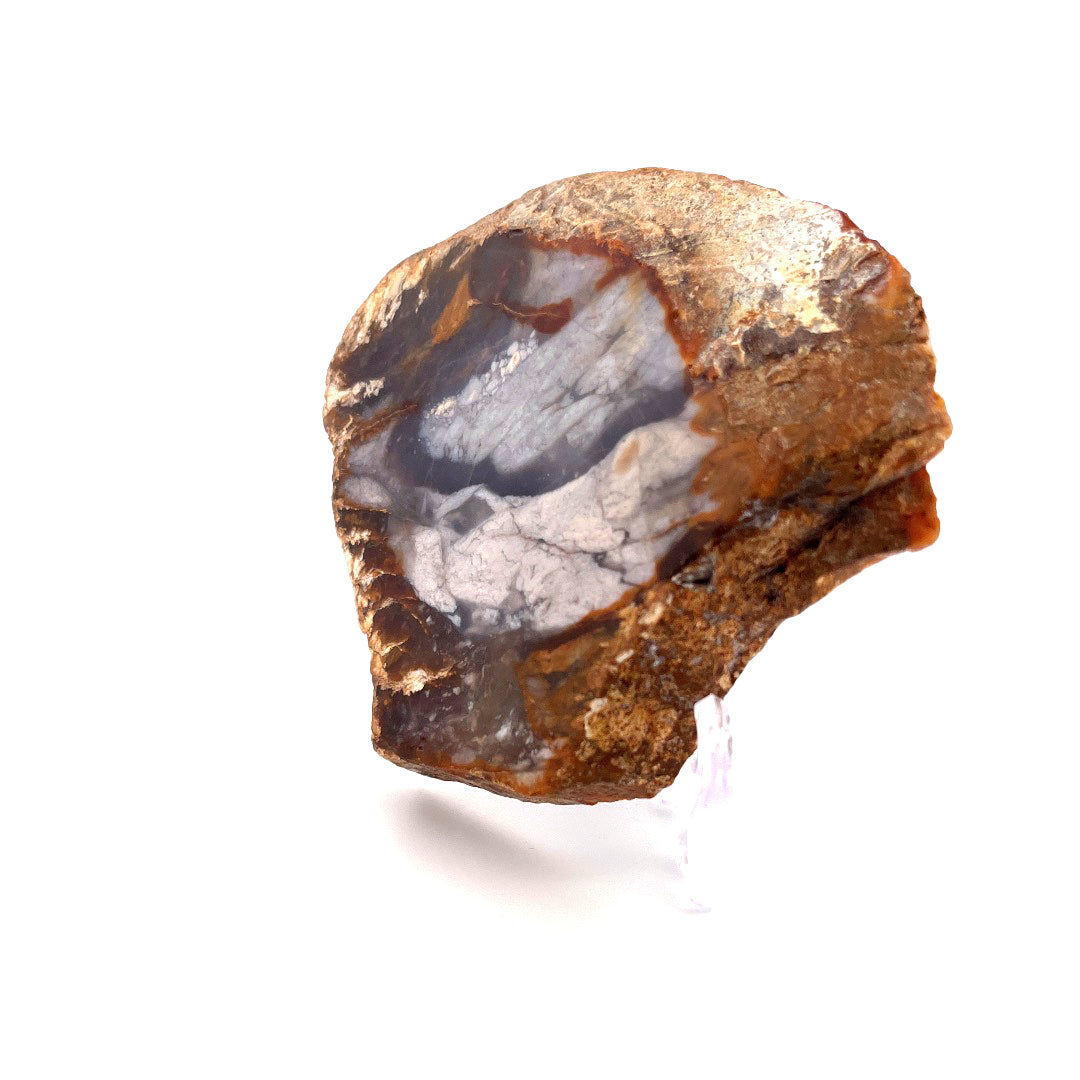 Petrified Wood Chalcedony Agate